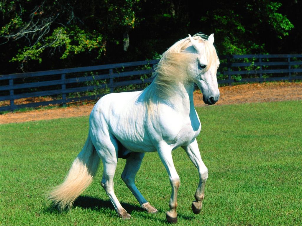 white horse b=